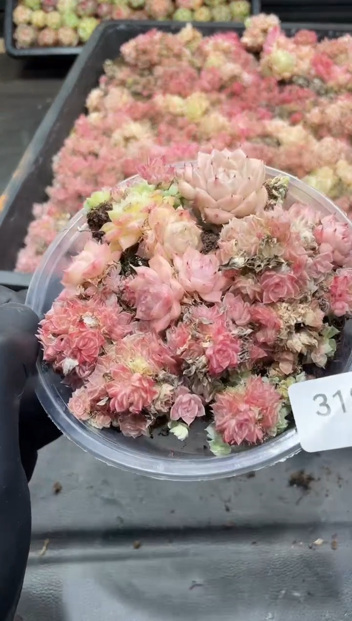 318杏花微雨      量拍