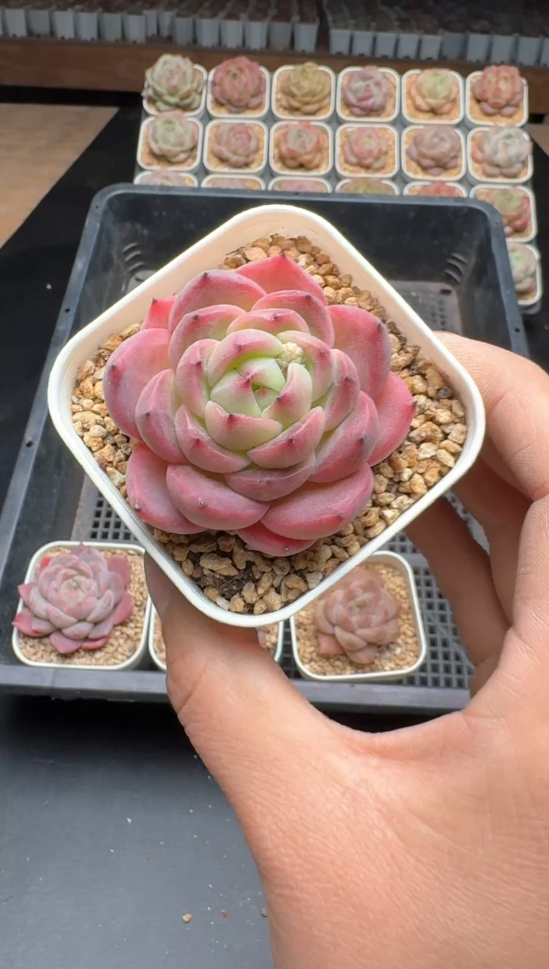 【闪购商品】787E号一物一拍多肉花卉植物3颗起发