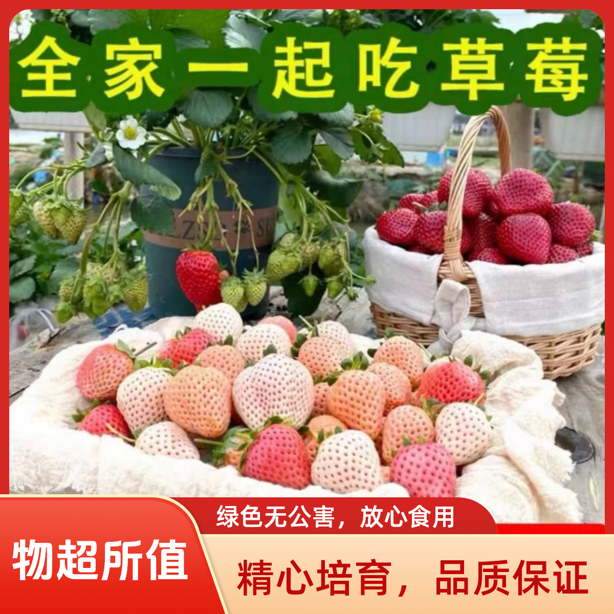 新手福利草莓苗真红美玲建德白露天使AE淡雪南北方种植可盆栽地栽