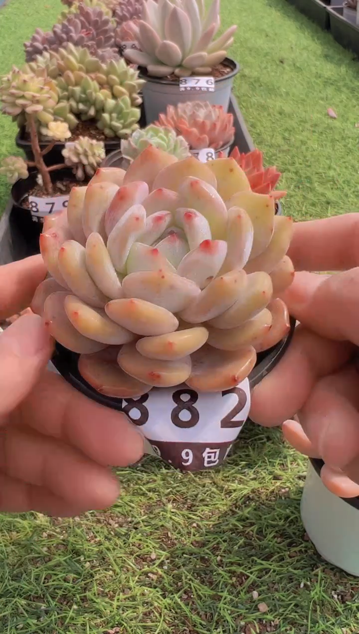 【闪购商品】信福多肉一物一拍