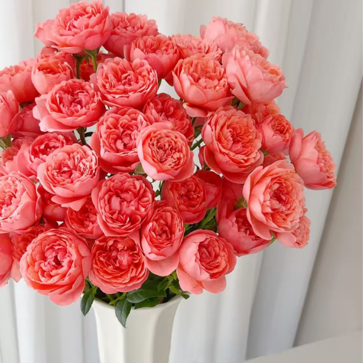 多头桃红果汁玫瑰鲜切花云花梦基地直发顺丰发货