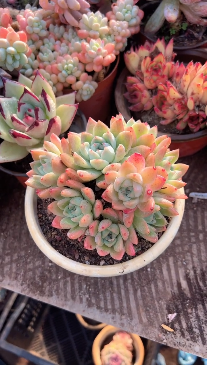 小*呀多肉植物一物一拍06249