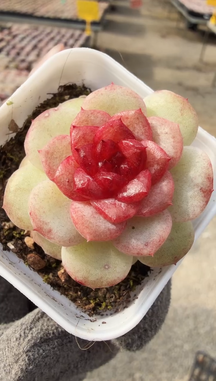 东云多肉园新款-12