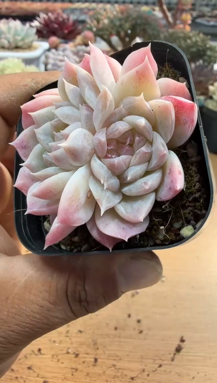 东云多肉园二店-105