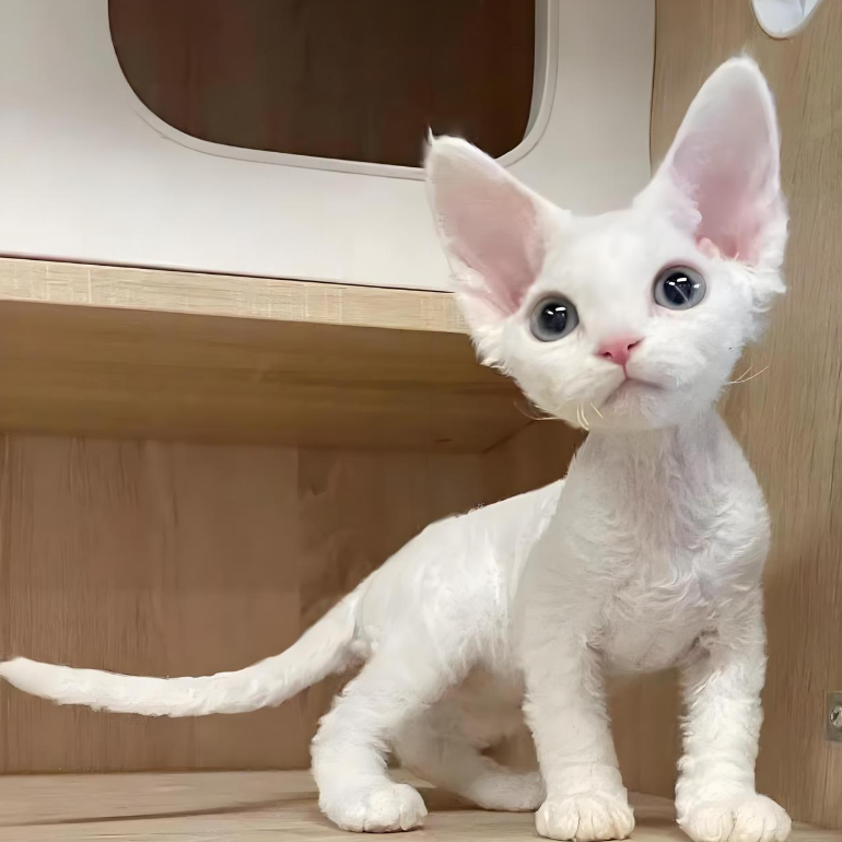 【喵暖暖】德文卷毛宠物猫