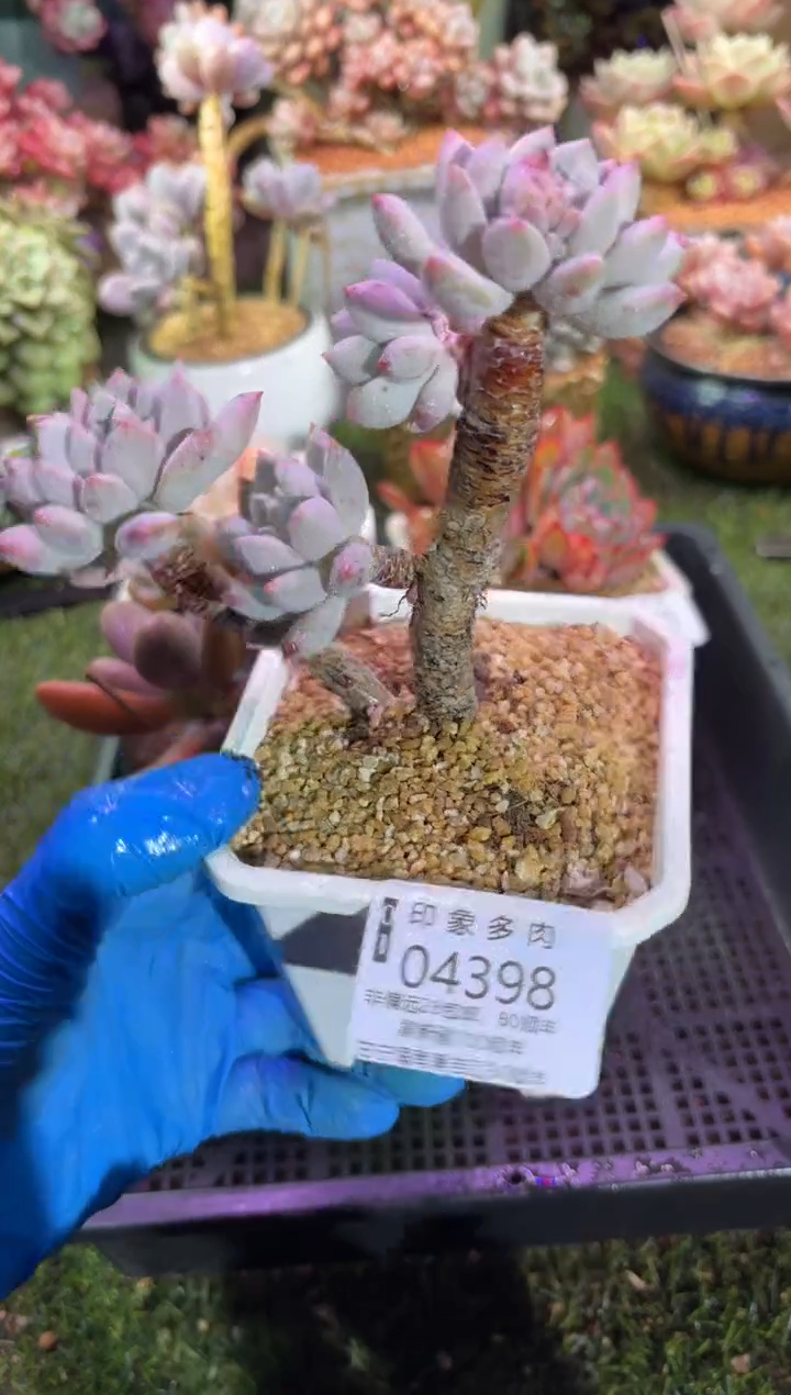 【闪购商品】04398