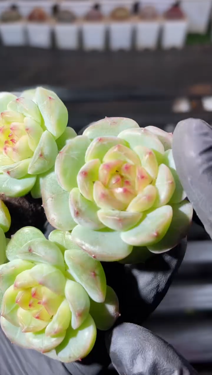 14-83魁首3-4厘米量拍发一颗