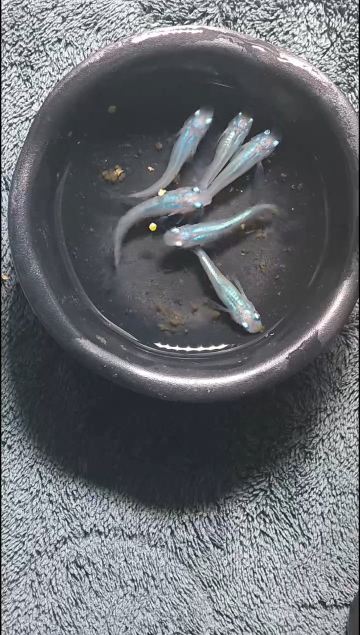 青鳉鱼观背青鳉11