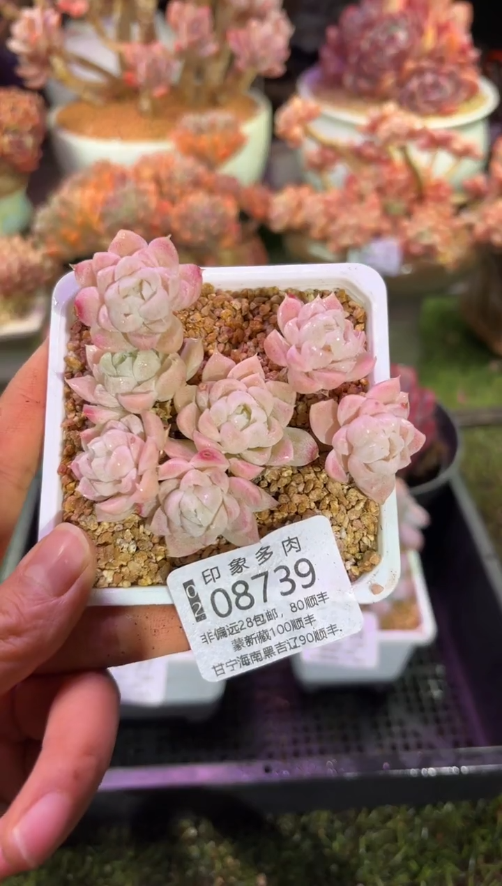 【闪购商品】08739