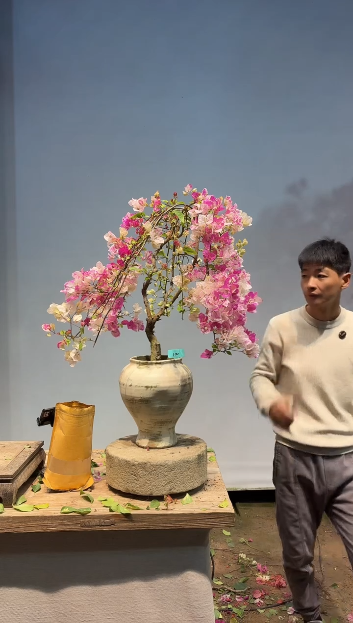 以实际为准三角梅100