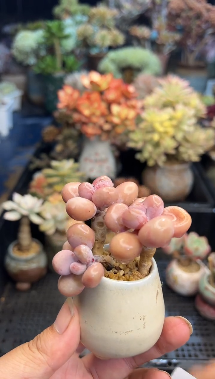 ౪****࿐921            不带盆