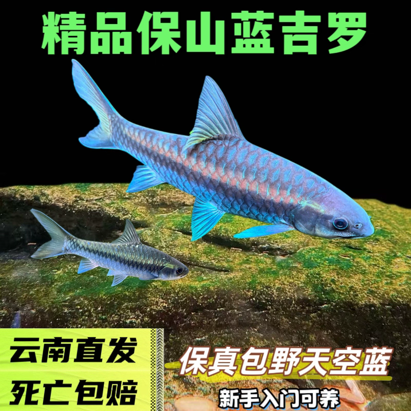 清水河保山蓝吉罗5-20（需要全程不间断开箱视频报损）