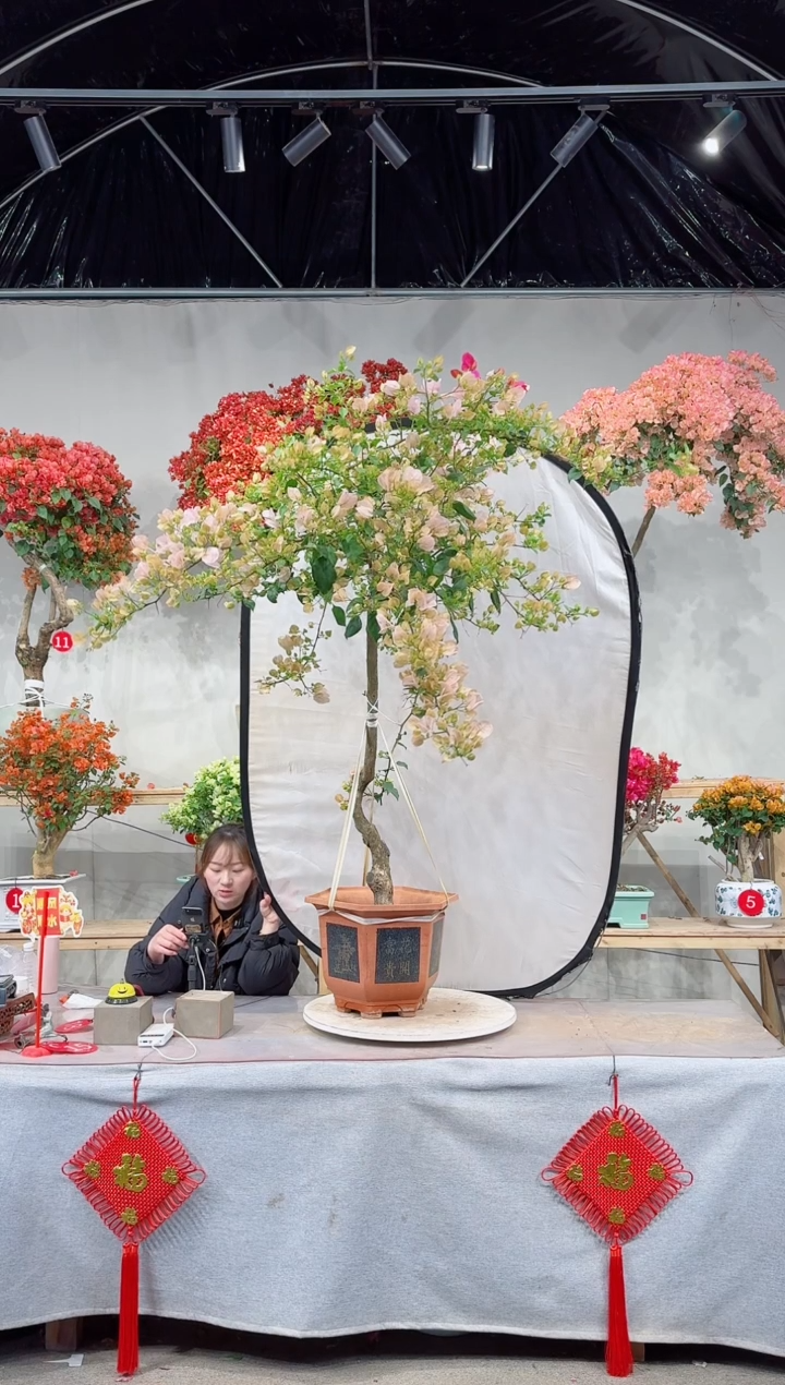 【闪购商品】盆景阿达的喜悦