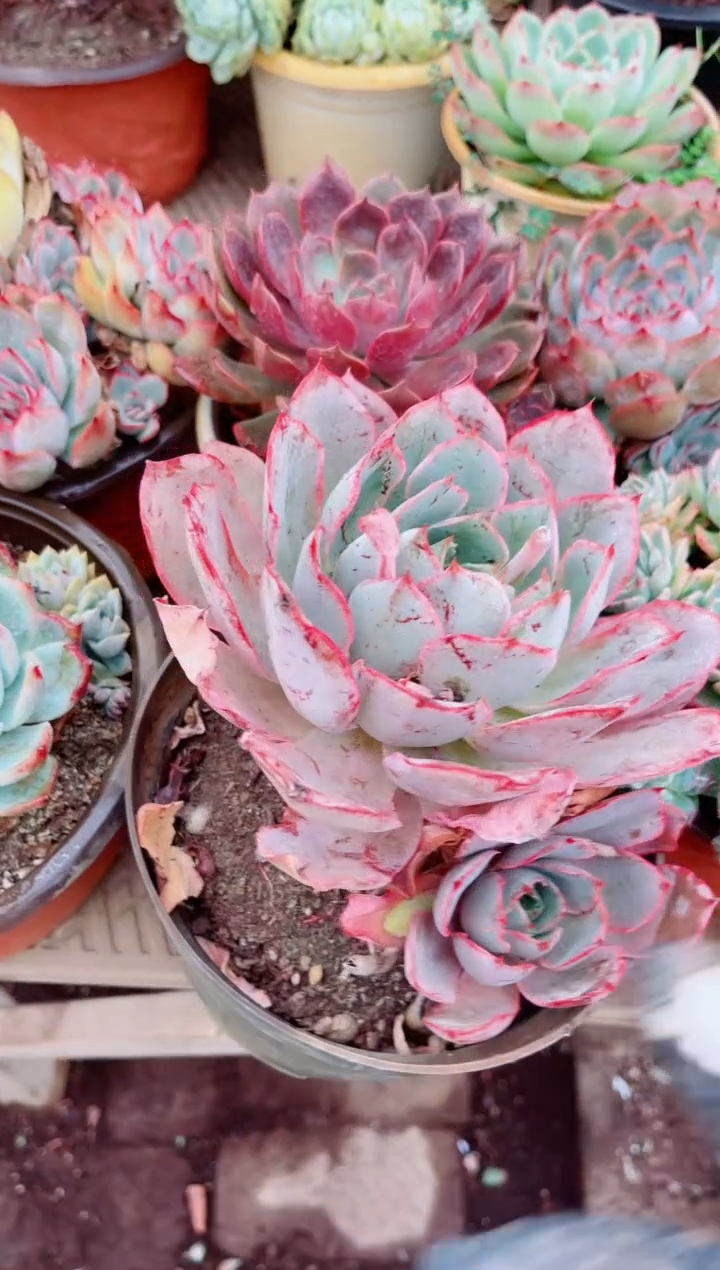 拂**?多肉植物一物一拍13117