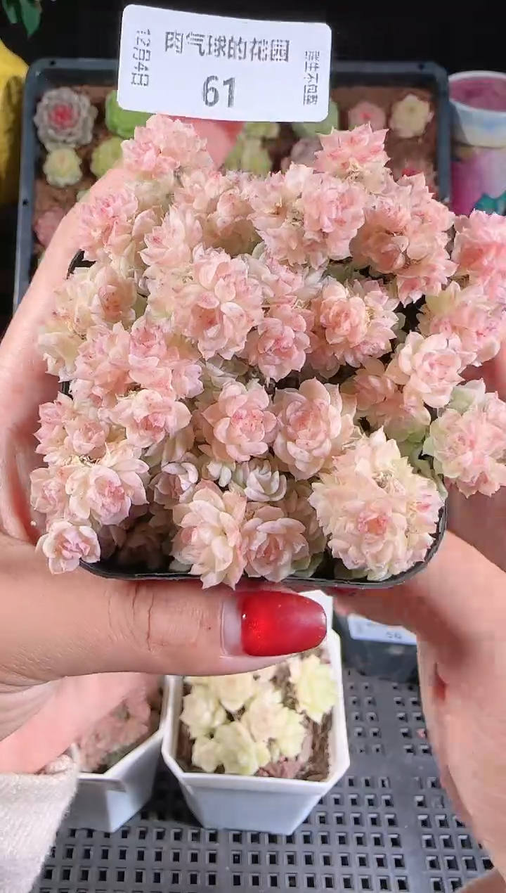 1204-61多肉群生不包整