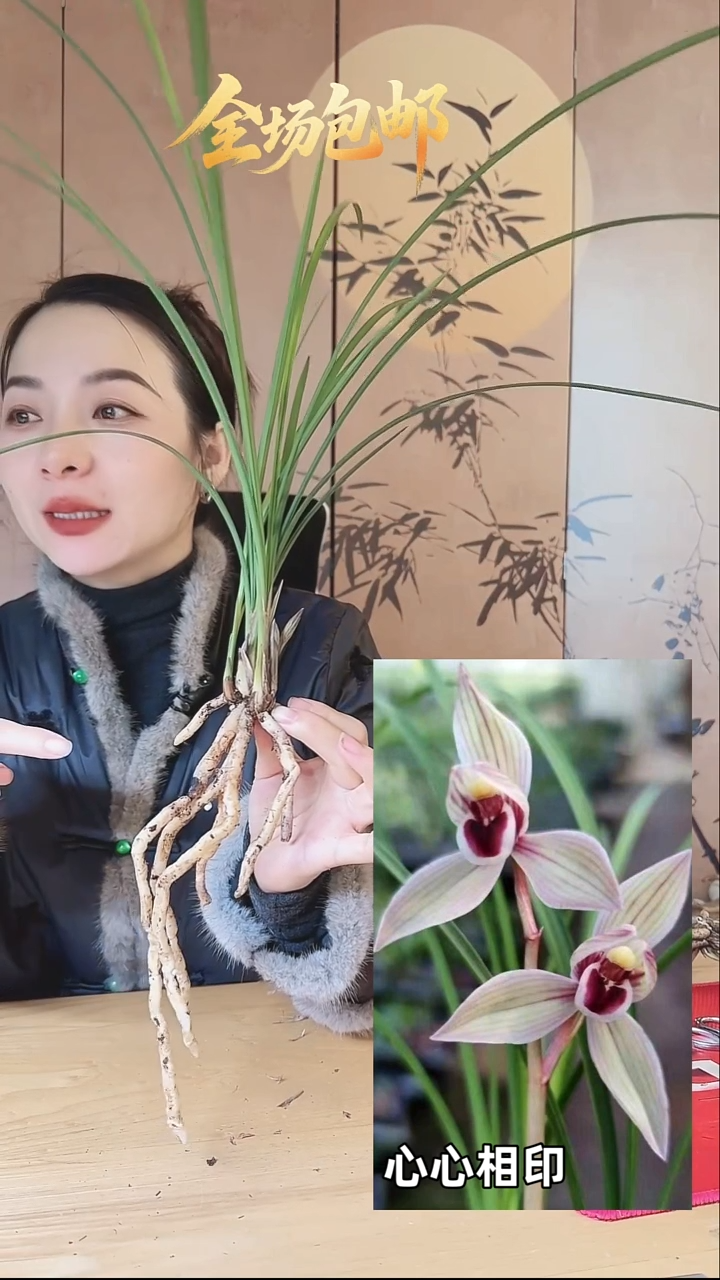 当前无花栽培后可以开花：心心相印