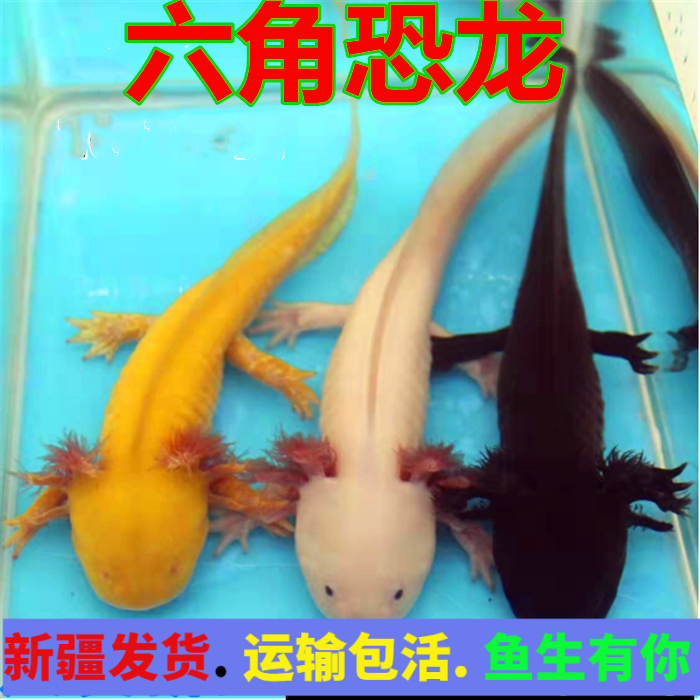 【顺丰发货】自来水可养好养免打氧耐活观赏鱼懒人鱼【只发新疆包邮】