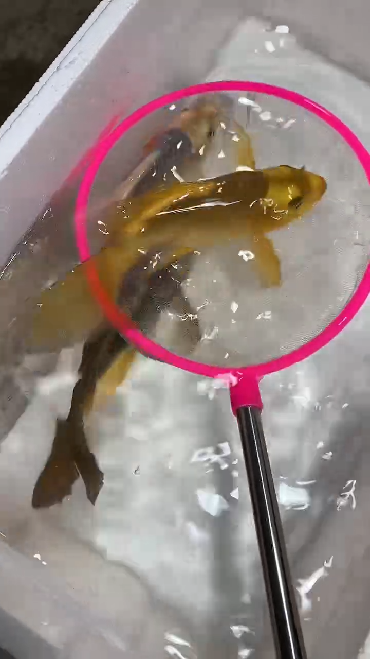 蝴蝶鲤鱼蝴蝶鲤直播选鱼专用链接 凭开箱视频售后