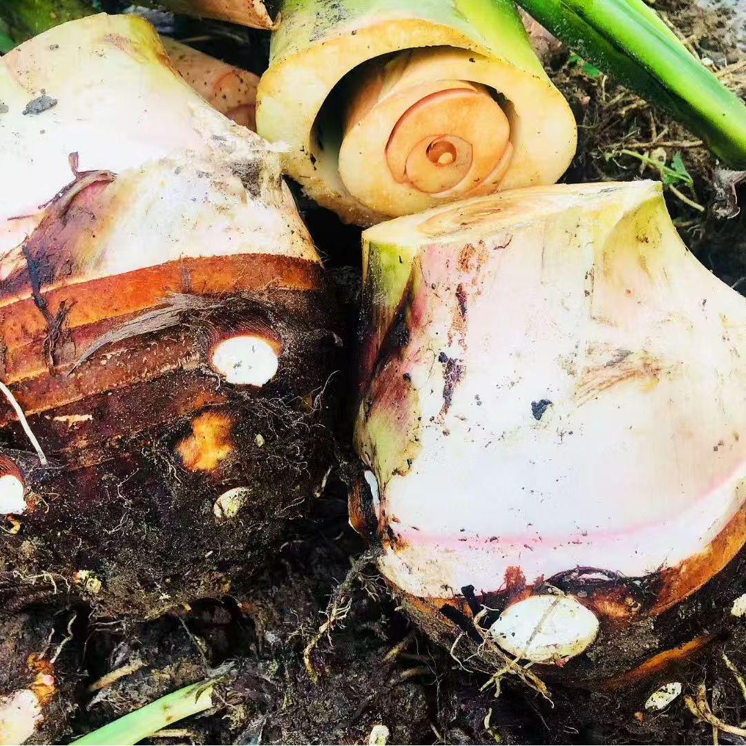 奉化原产地芋艿头粉糯当季新鲜现挖