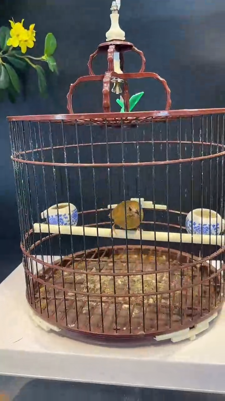 53号   白腹养笼0元起拍