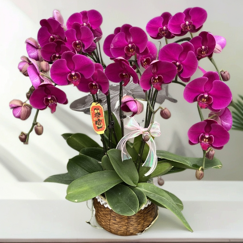 蝴蝶兰《大辣椒》紫红色系经典品种送礼佳品