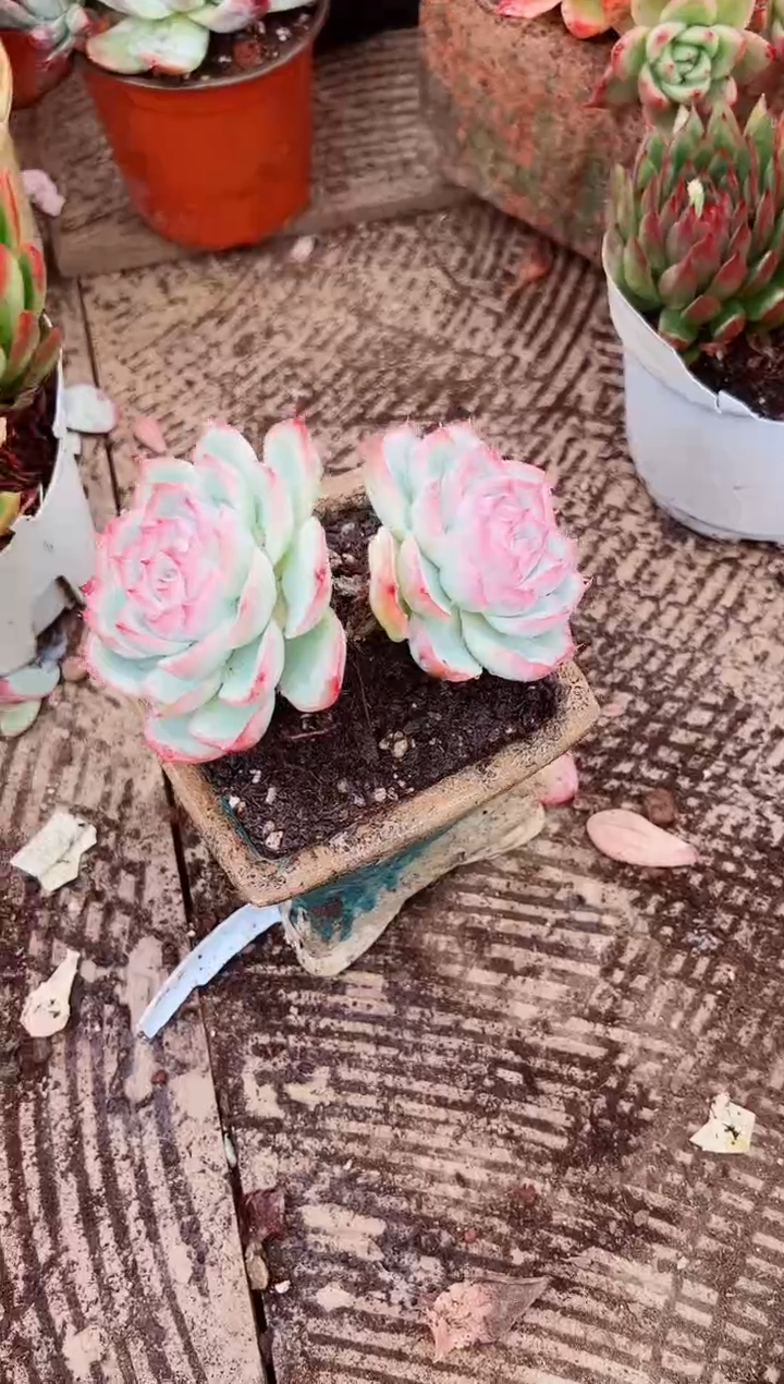 六*线多肉植物一物一拍03046