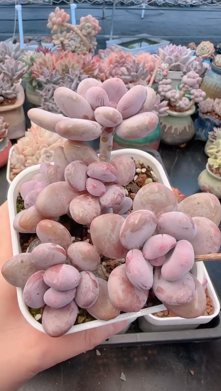 【闪购商品】7620桃美人