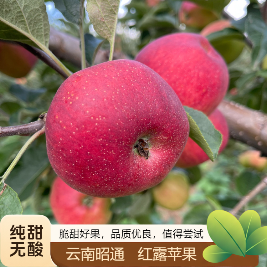 云南昭通苹果红露丑苹果脆甜自然新鲜水果高山种植3/5/9斤包邮