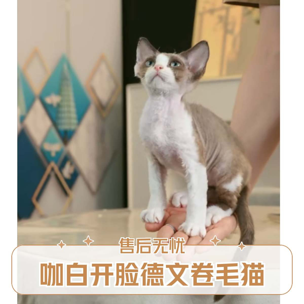 咖白开（公）3月龄 2针 性格特点：聪明 会左右握手 按铃 脾气好