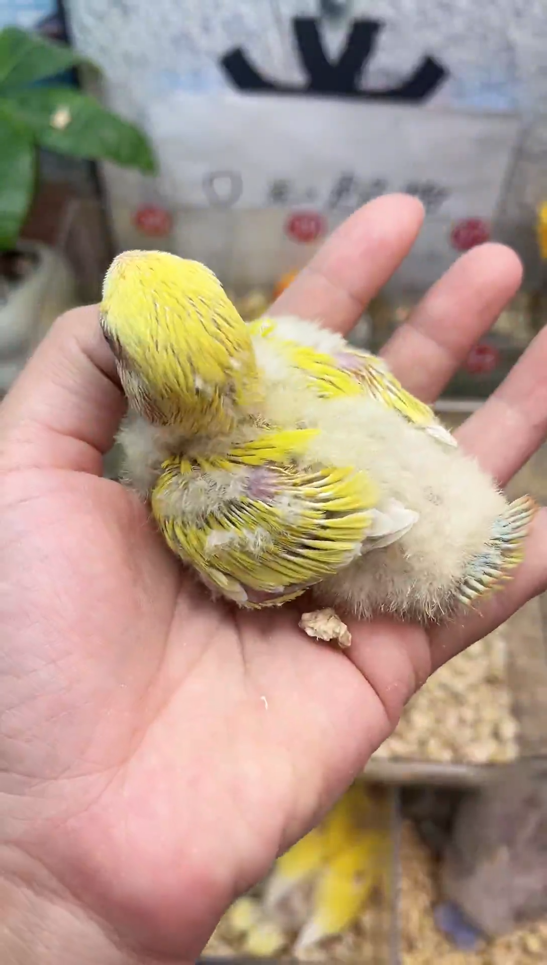 桃脸牡丹鹦鹉牡丹鹦鹉