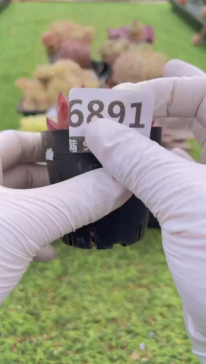 【闪购商品】信福多肉一物一拍