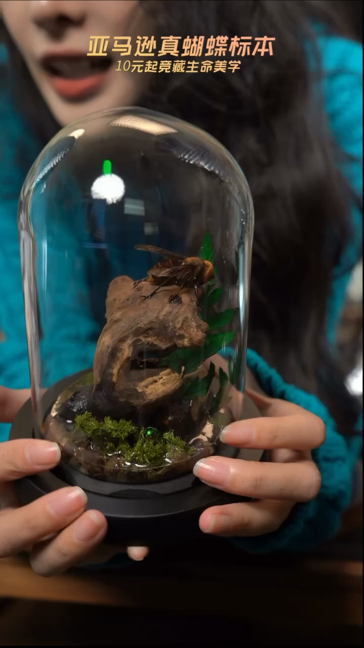 昆虫造景款玻璃罩竞拍d50