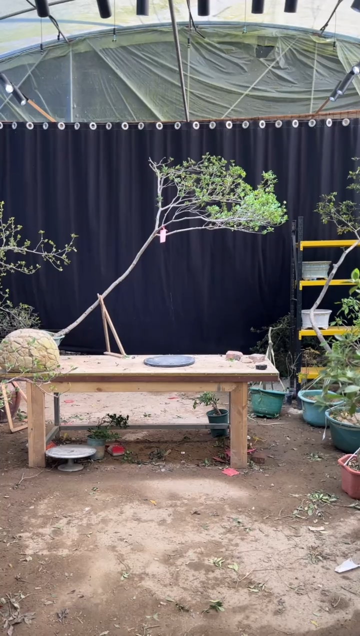 无花朵。**。海岛栀子花