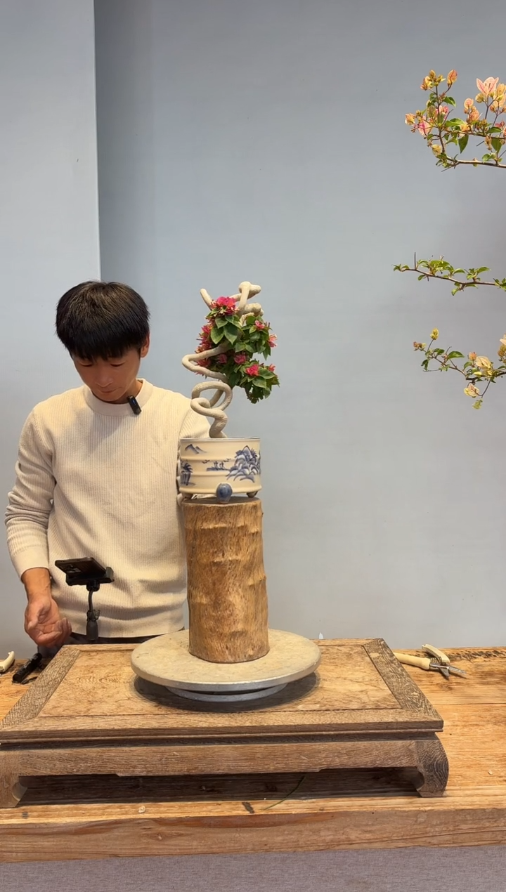 以实际为准三角梅7