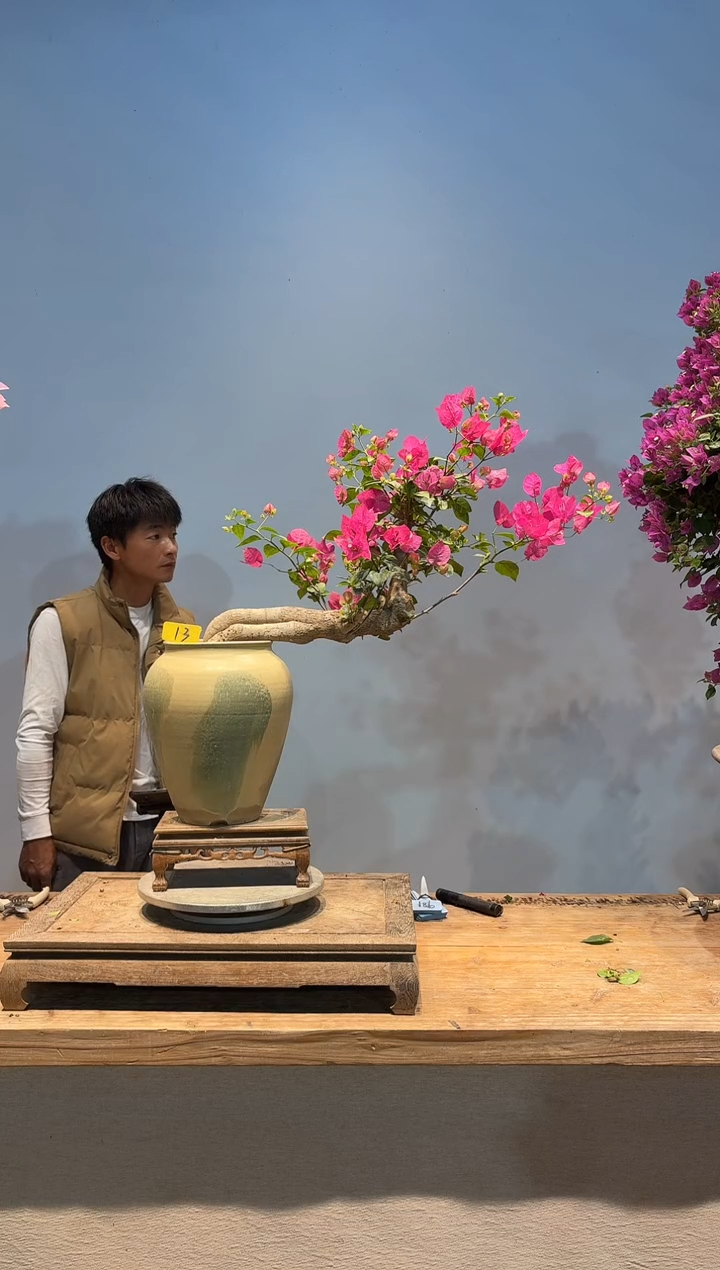 全部花朵人****?三角梅13