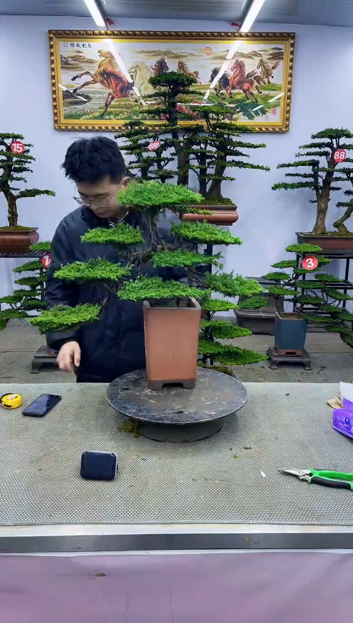 【闪购商品】八斗松/松类活物造型盆景，以直播间截图为啊啊啊啊