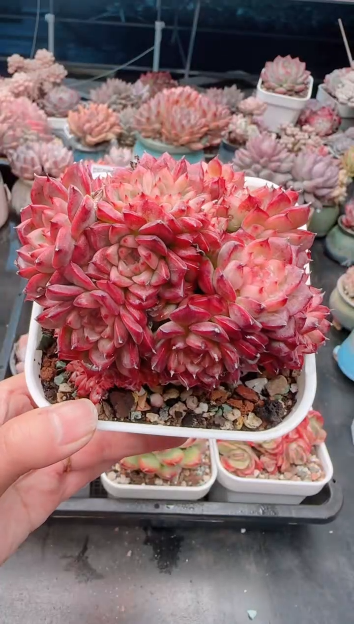 【闪购商品】3017.