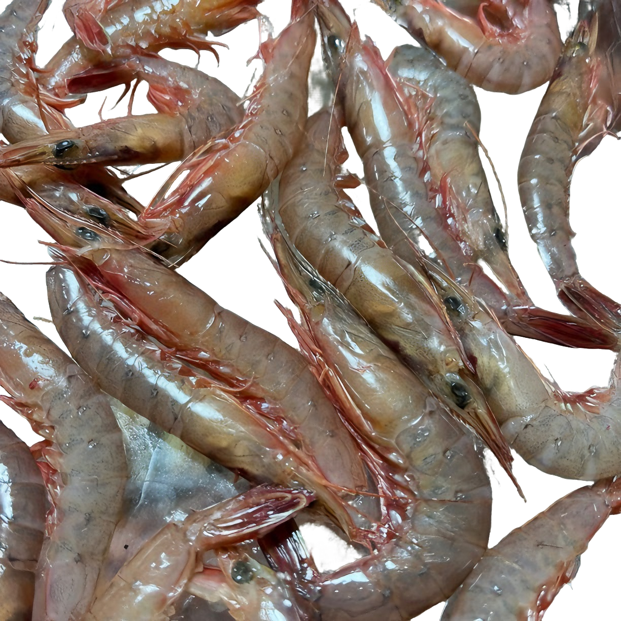 台州丽卫姐海鲜滑皮虾剑虾新鲜冷冻冷链配送产品发货