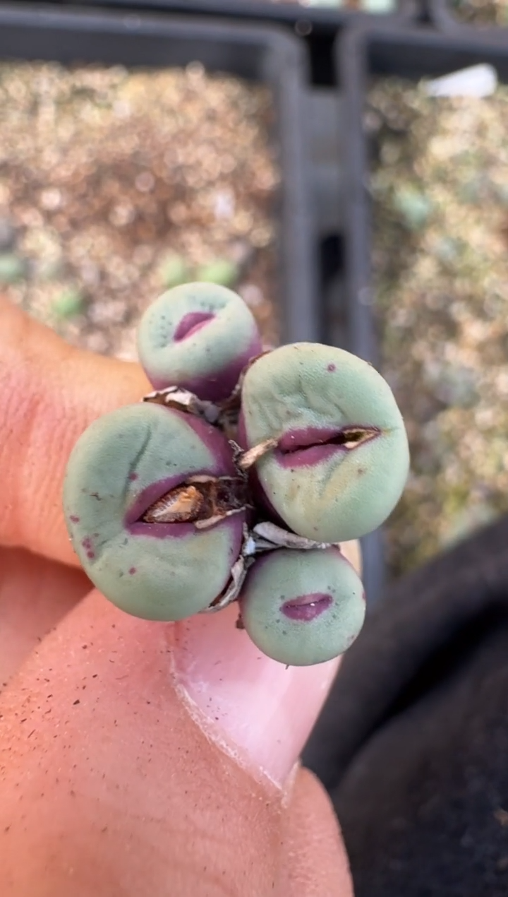 【闪购商品】17-123