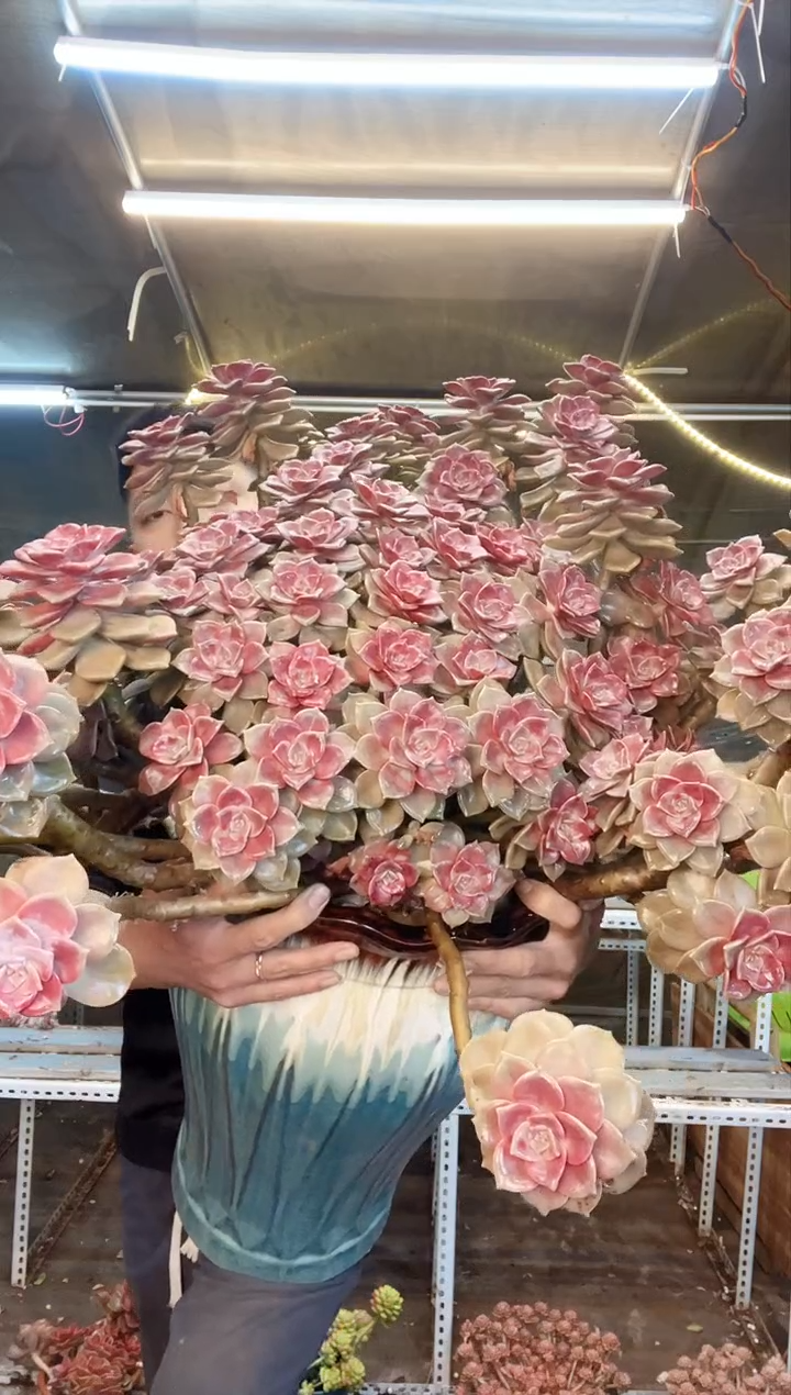 【闪购商品】紫乐（一物一拍物流费自理）不退不换