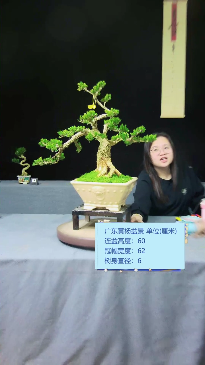 【闪购商品】黄杨盆景黄杨盆景