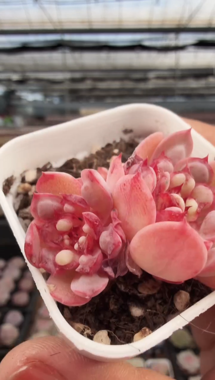 东云多肉园新款-347