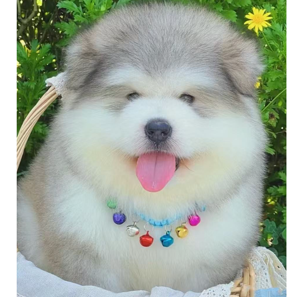 （陈晨家的阿拉斯加）T狗狗活体