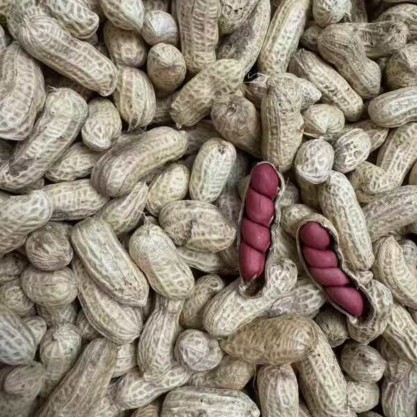 红色高桥*高山红皮花生【冬梅自营】红皮花生