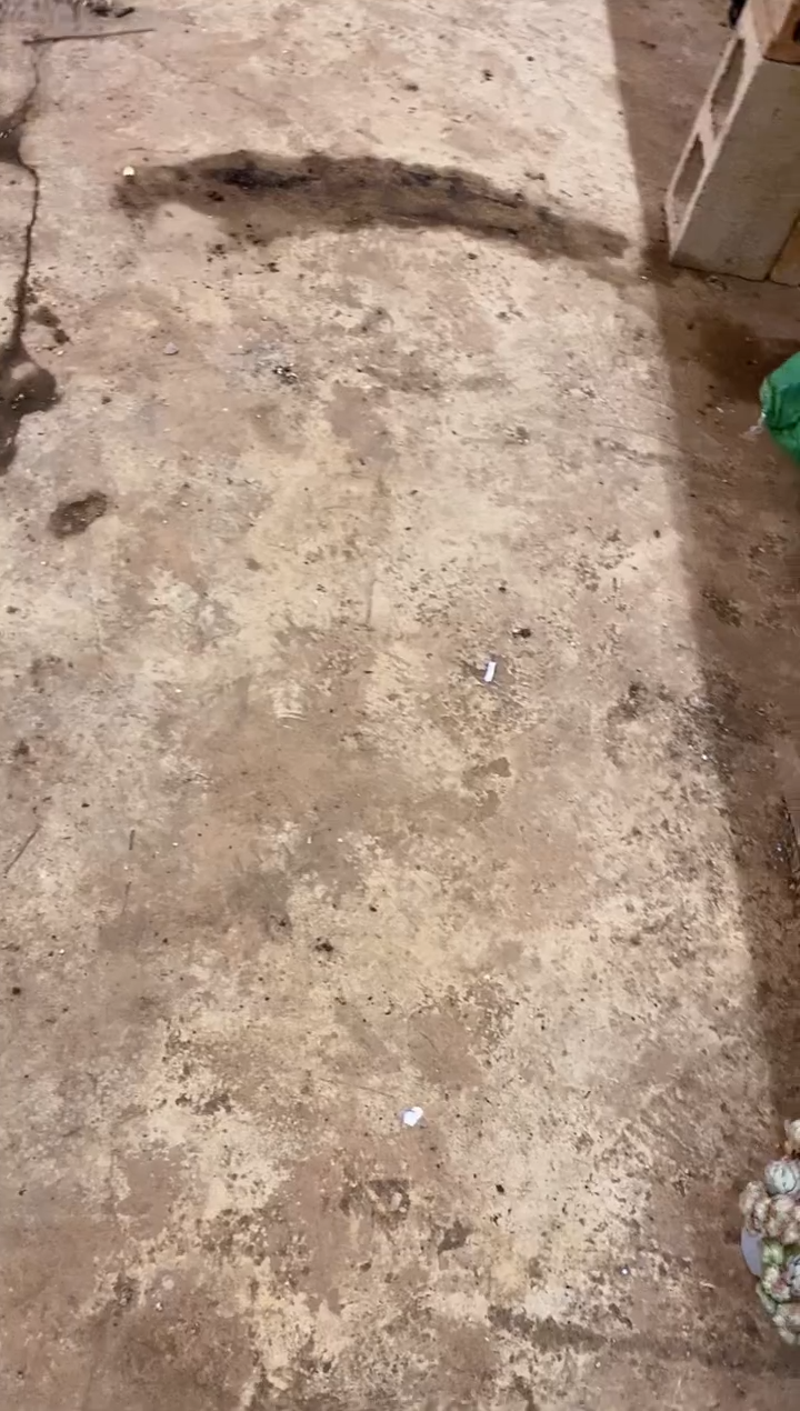 1号棚淡雪锦（轻微断支不售后）3颗￥60