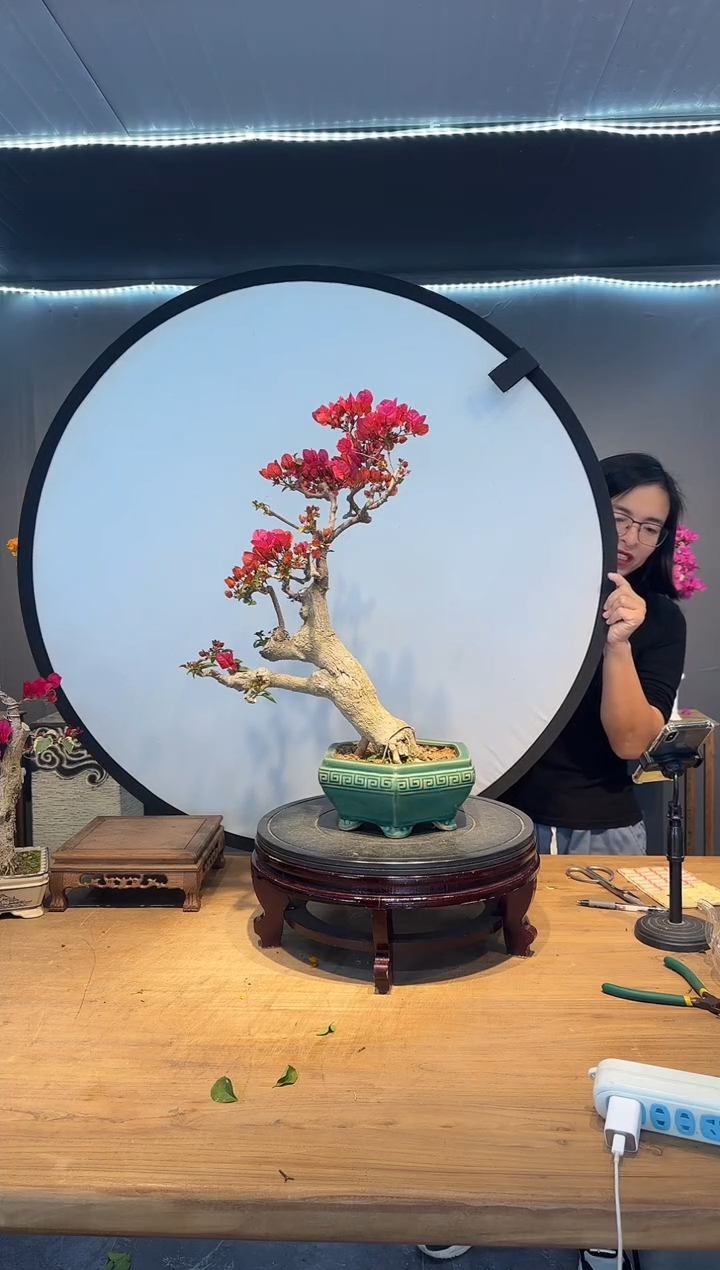 【闪购商品】kimi  同安红