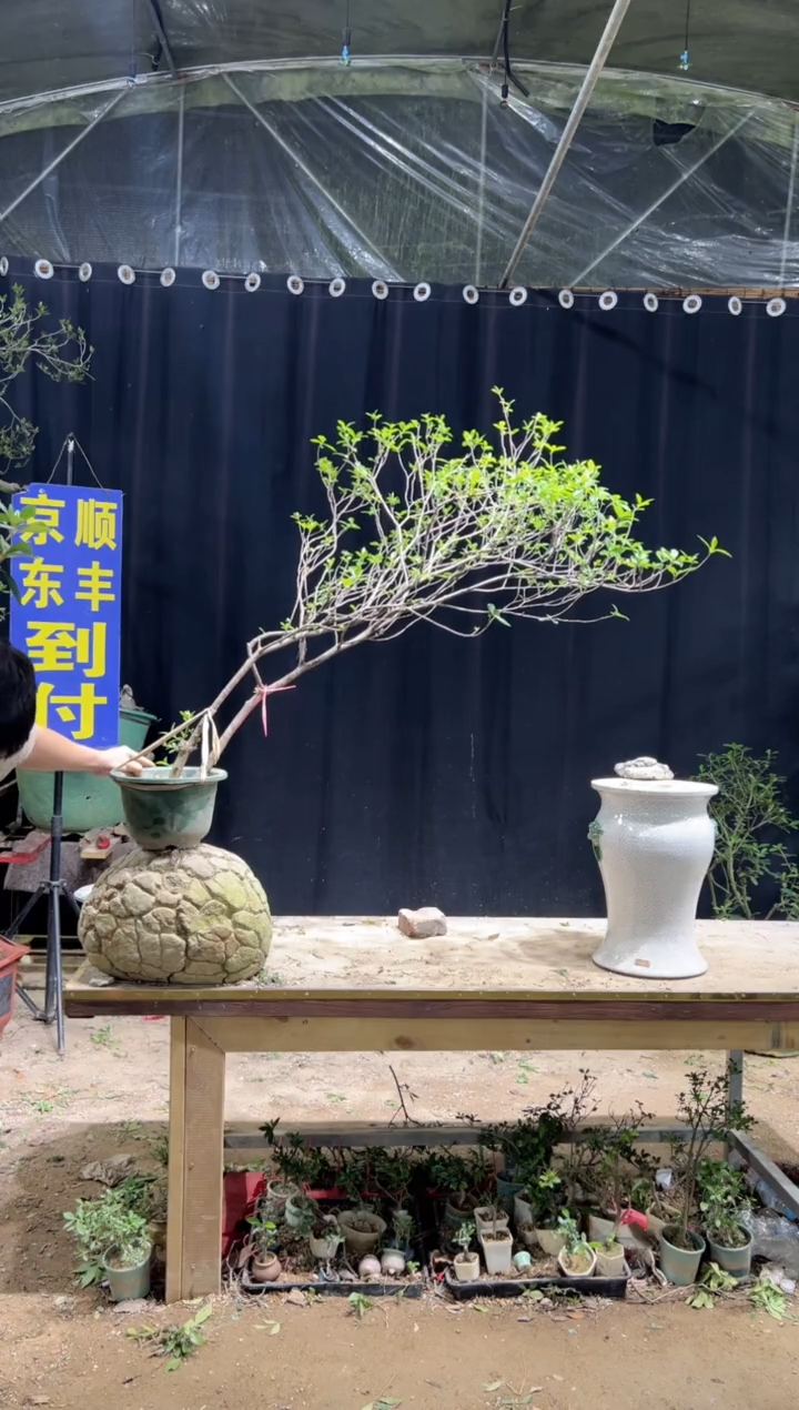 当前无花栽培后可以开花放*海岛栀子花