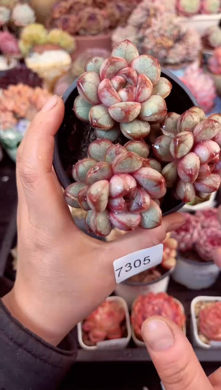 【闪购商品】7305三头葡萄多肉