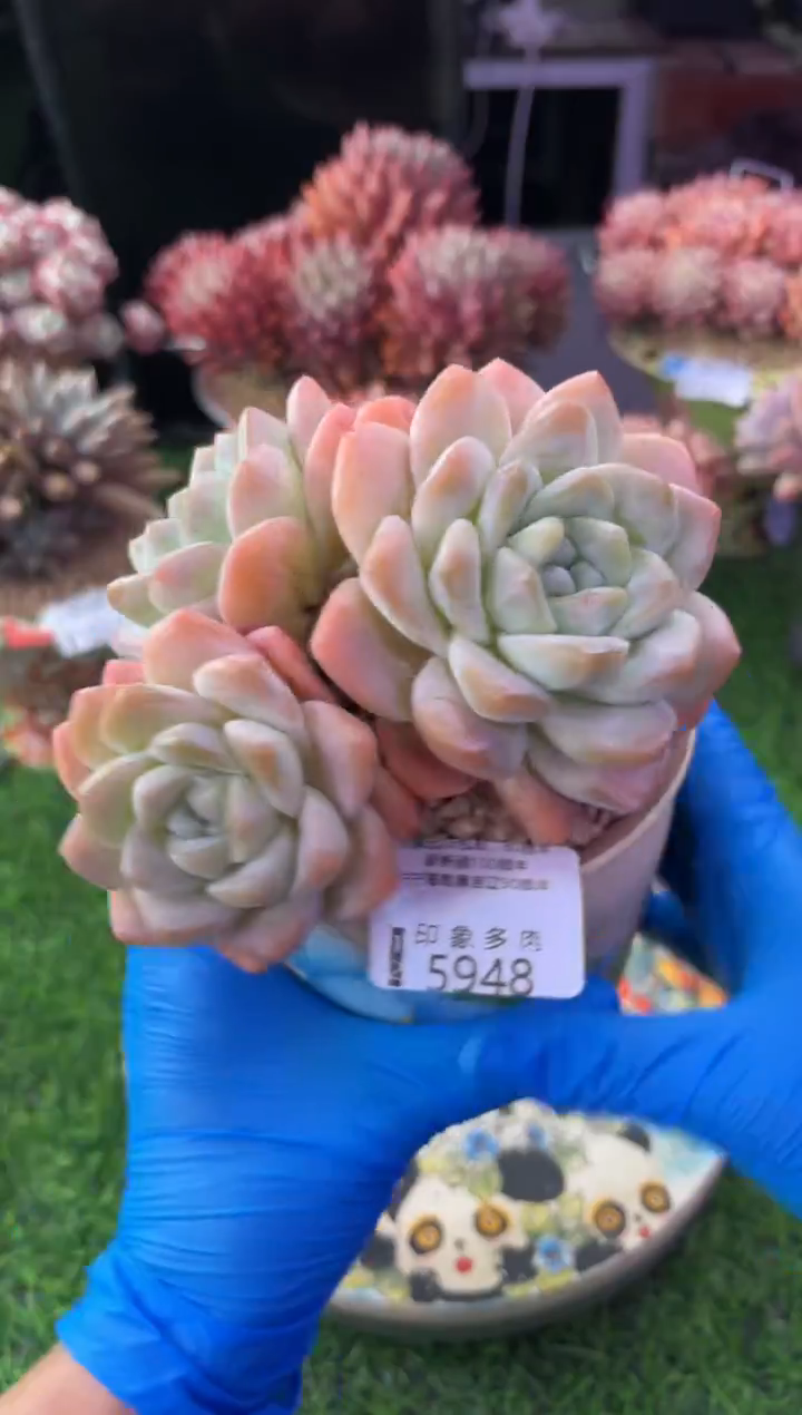 昆明印象多肉5948