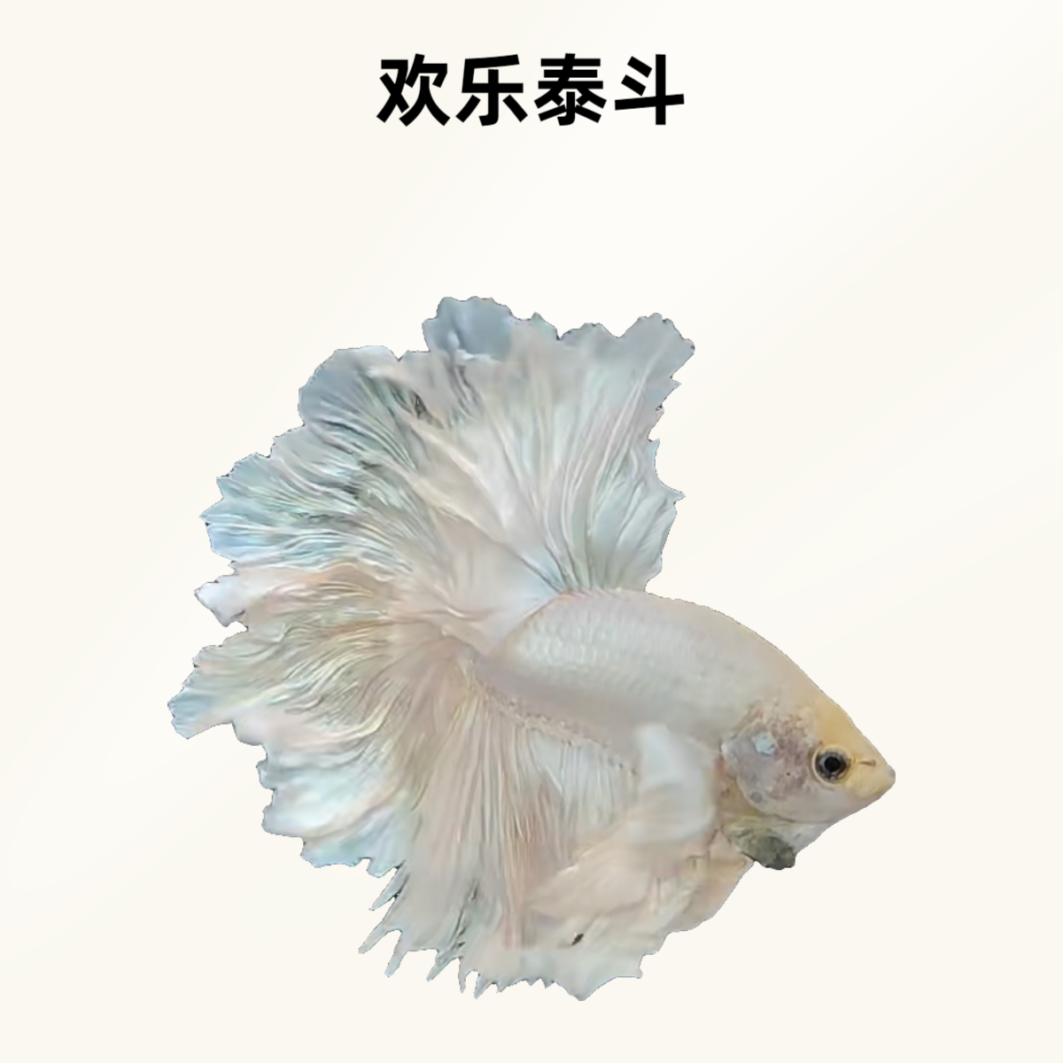 A4（73-96）欢乐泰斗小型观赏鱼（直播间选鱼）